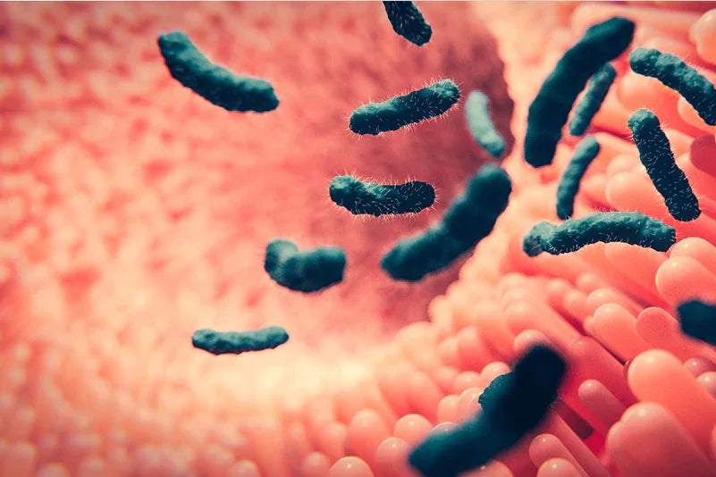 Leaky Gut – Wenn die Darmbarriere durchlässig wird