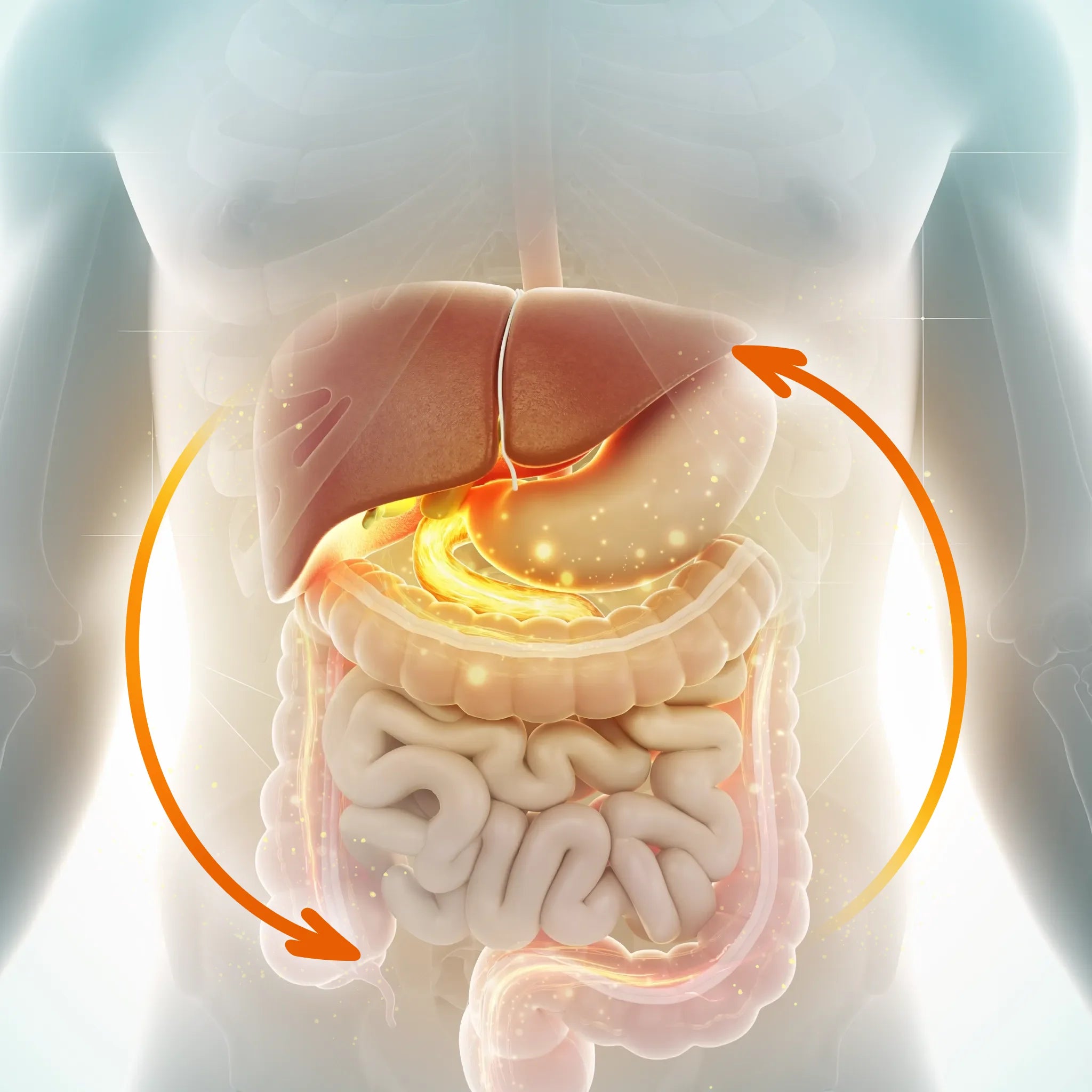 Medizinische Illustration des menschlichen Verdauungssystems mit Leber, Magen und Darm, mit zwei orangefarbenen Pfeilen, die einen Kreislauf zwischen Leber und Darm anzeigen.