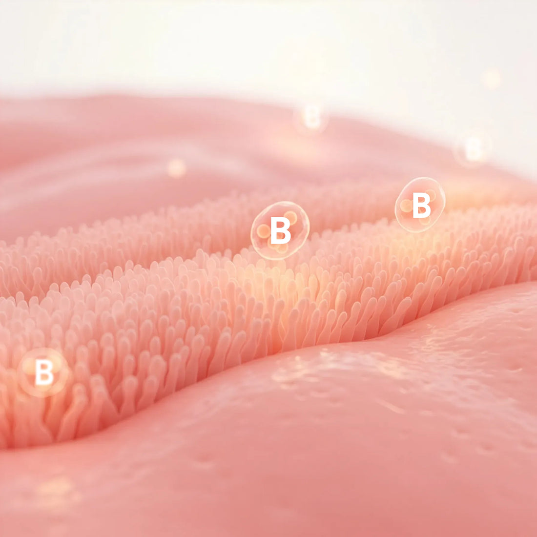 Eine stilisierte Nahaufnahme von rosafarbenen, fingerartigen Strukturen, die mikroskopischen Zotten oder Papillen ähneln, mit leuchtenden Kugeln, die mit "B" beschriftet sind und über ihnen auf einer weichen, glatten Oberfläche schweben.