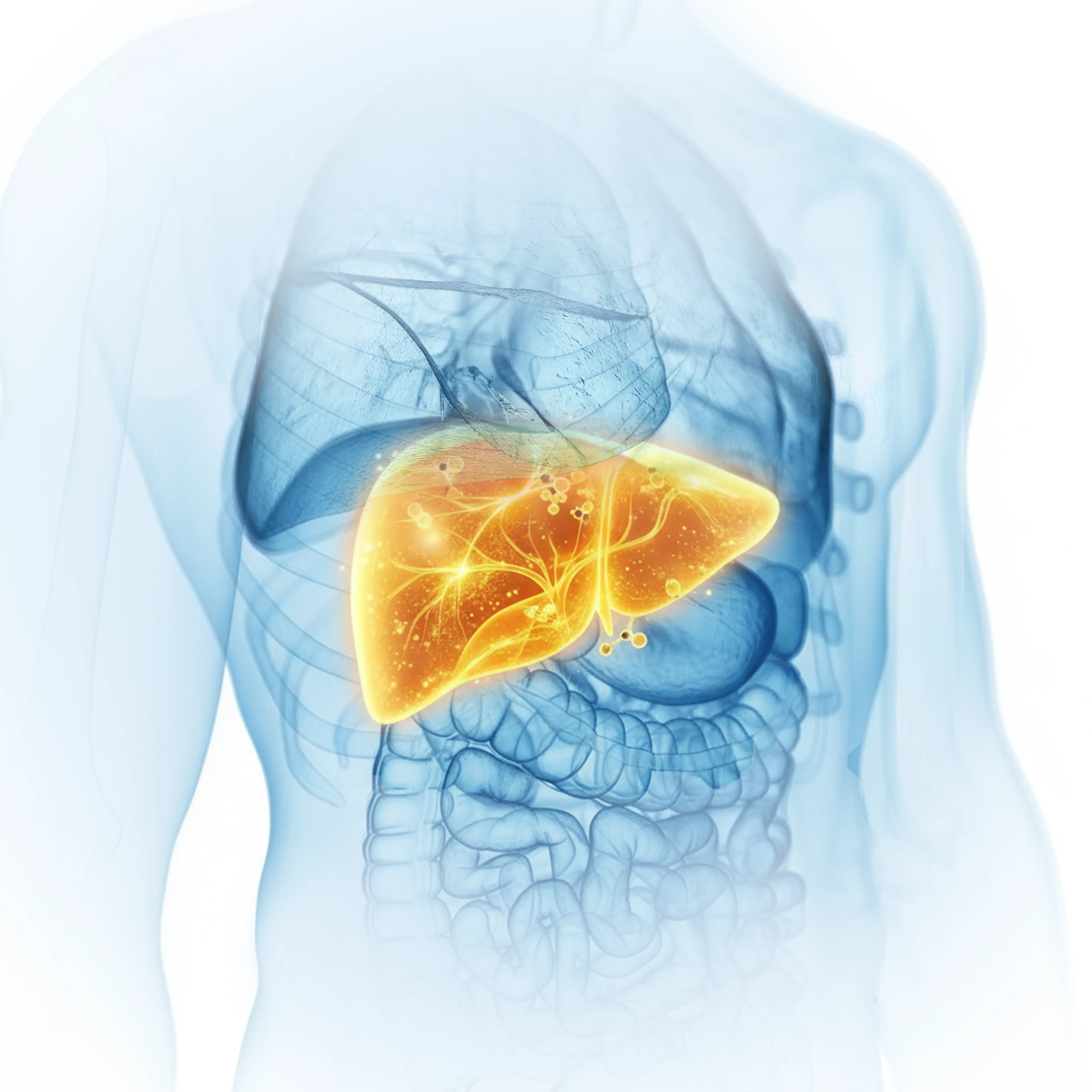 Eine medizinische Illustration, die den menschlichen Torso mit einer leuchtenden, gelb hervorgehobenen Leber zeigt, die ihre Lage und Struktur neben anderen inneren Organen verdeutlicht.
