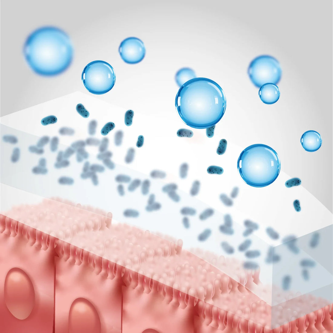 Illustration der Darmschleimhaut – Niacin trägt zum Erhalt normaler Schleimhäute bei